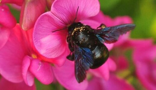 Una de las abejas mas raras y escasas Osmia calaminthae